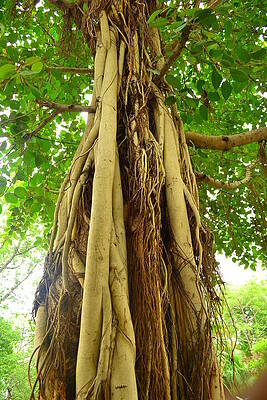 Low angle view of a banyan tree by Mona Subramaniam