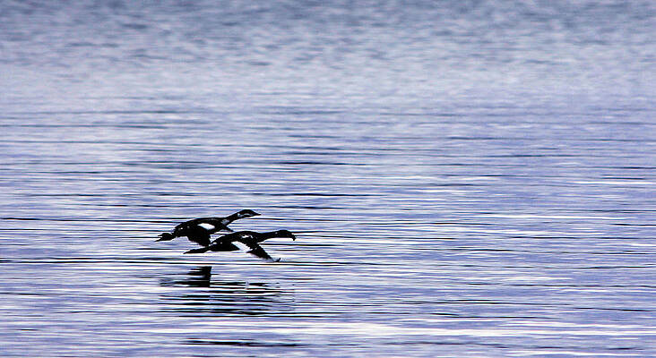 Low Flying Geese by Kristine Plum Low Flying Geese by Kristine Plum