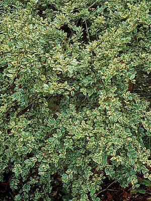 Wall Art - Photograph - Luma Apiculata 'glanleam Gold' by Science Photo Library