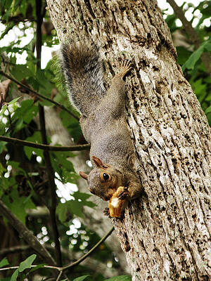 Lunch Time by Randi Kuhne Lunch Time by Randi Kuhne