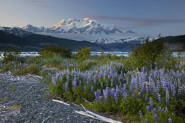 Wall Art - Photograph - Lupine And Mount Elias by Matthias Breiter