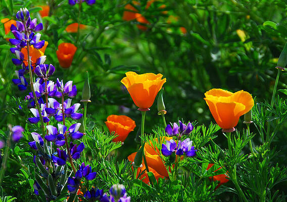 Wall Art - Photograph - Lupines and Poppies by Lynn Bauer