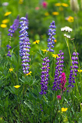 Wall Art - Photograph - Lupines at Tipsoo Lake by Michael Russell