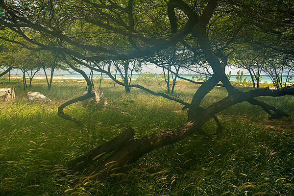 Lush Beach - Aruba by Tometta Pouncie Lush Beach - Aruba by Tometta Pouncie