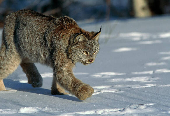 Wall Art - Photograph - Lynx In Snow by Science Photo Library