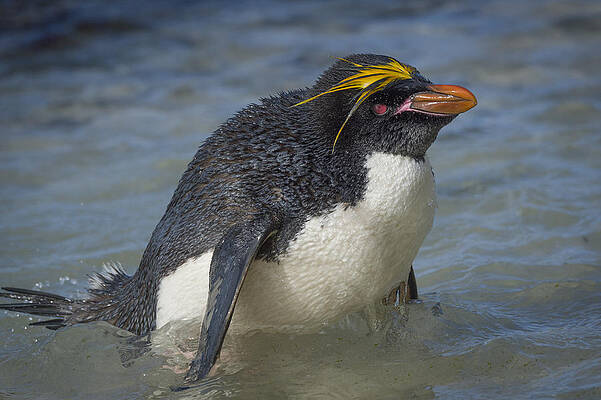 Wall Art - Photograph - Macaroni Penguin In Small Pool by John Shaw