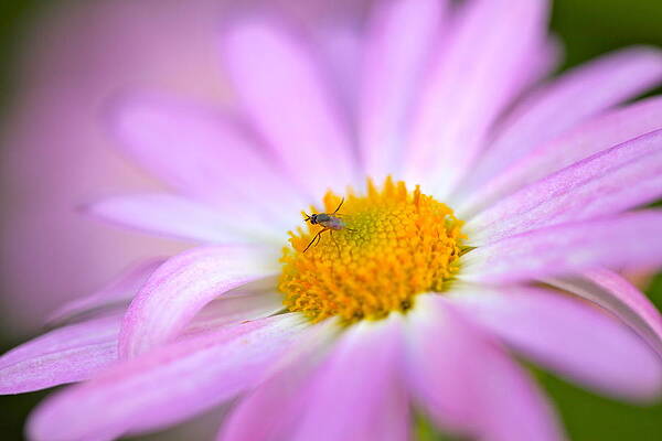 Macro Daisy by Jeffrey Byrd