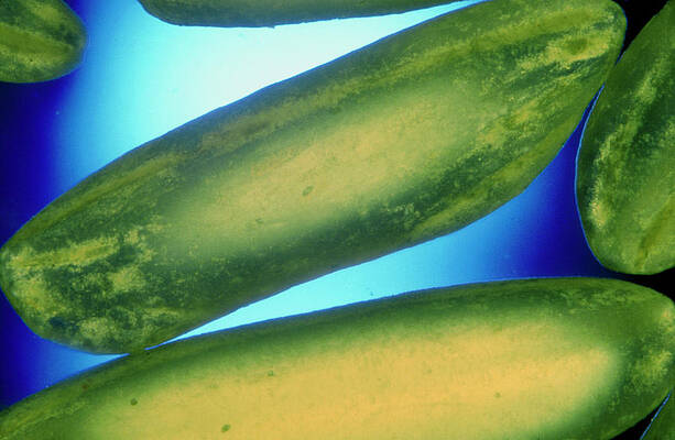 Wall Art - Photograph - Macro Photo Of Polished Rice Grains by Science Photo Library