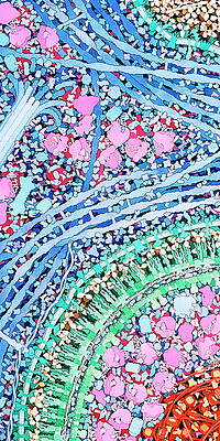 Wall Art - Photograph - Macrophage Engulfing Bacterium by Science Photo Library