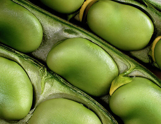 Wall Art - Photograph - Macrophoto Of Seeds Of The Broad Bean by Science Photo Library