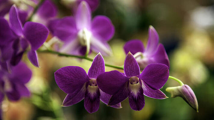 Magenta Orchids by Lynn Palmer Magenta Orchids by Lynn Palmer