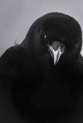Magic of Crow by Rae Ann M Garrett Magic of Crow by Rae Ann M Garrett