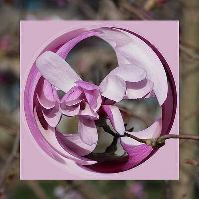 Magnolia Blossom Series 1301 by Jim Baker Magnolia Blossom Series 1301 by Jim Baker
