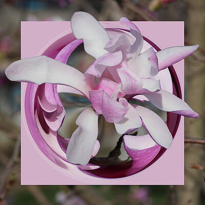 Magnolia Blossom Series 1302 by Jim Baker Magnolia Blossom Series 1302 by Jim Baker