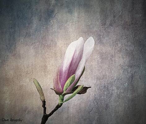 Magnolia in spring by Dave Hrusecky