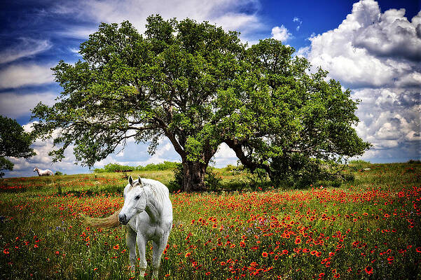 Wall Art - Photograph - Majestic Beauty by Lynn Bauer
