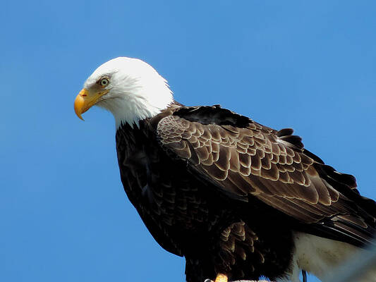 Majestic Eagle 1 by Stephanie Kendall
