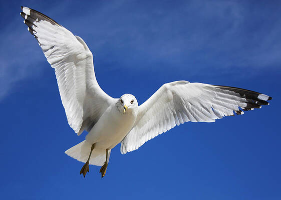 Majestic Seagull by Sheila Kay McIntyre Majestic Seagull by Sheila Kay McIntyre