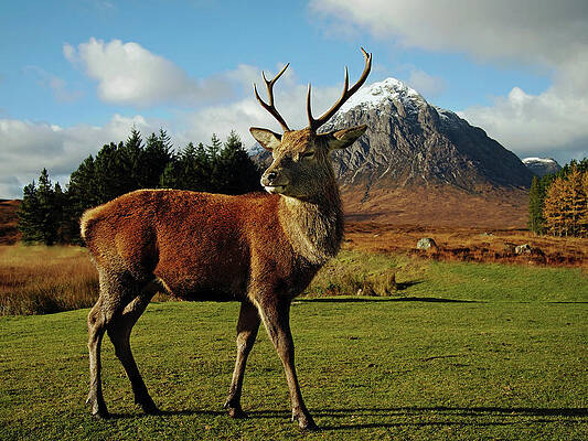 Majesty Print by Kennethbarker