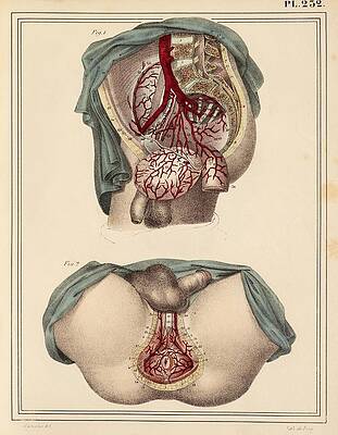 Female groin arteries, 1825 artwork by Science Photo Library