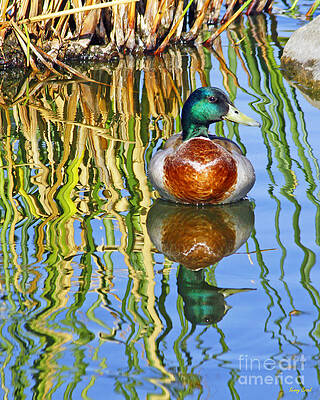 Male Mallard Duck's Mirror Image by Kenny Bosak Male Mallard Duck's Mirror Image by Kenny Bosak