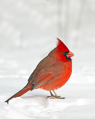 Wall Art - Photograph - Male Northern Cardinal by John Vose