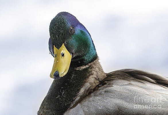 Do You Have Something For Me? by Ilene Hoffman Do You Have Something For Me? by Ilene Hoffman