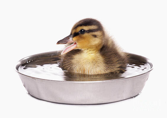 Wall Art - Photograph - Mallard Duckling by Chris Brignell/FLPA