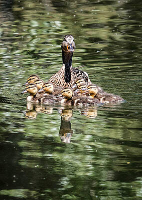 Wall Art - Photograph - Mallard Hen with Ducklings and Reflection by Dawn Key