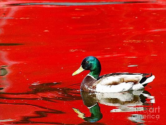 Mallard on Red Number One by Deb Schense Mallard on Red Number One by Deb Schense