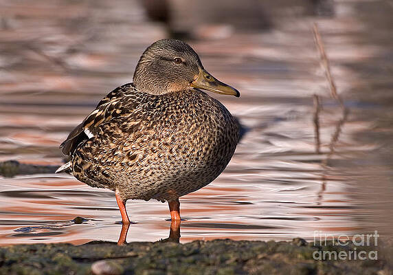 Wall Art - Photograph - Mallard by Steven Ralser