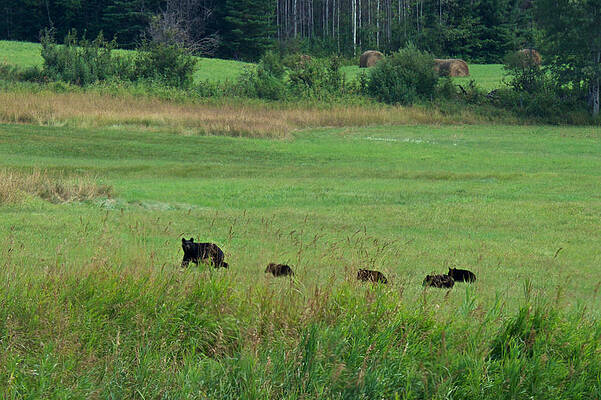 Wall Art featuring the photograph Mama Bear And 4 Cubs by Mary Lee Dereske