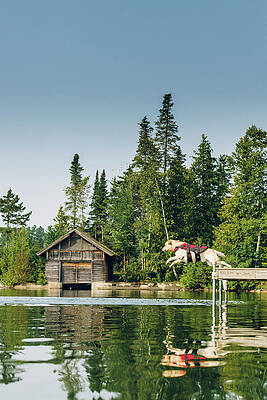 Wall Art - Photograph - Man And Dog Diving Off A Dock by Corey Hendrickson