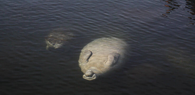 Wall Art - Photograph - Manatee Backstroke by Jean Clark