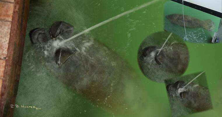 Wall Art - Photograph - Manatee Bathing by R B Harper