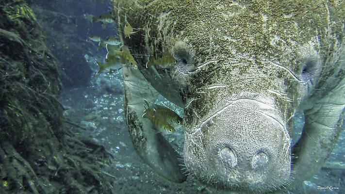 Manatee Close-Up by Daniel Caron