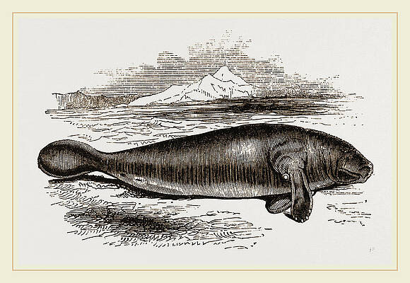  Manatee Drawings Pixels