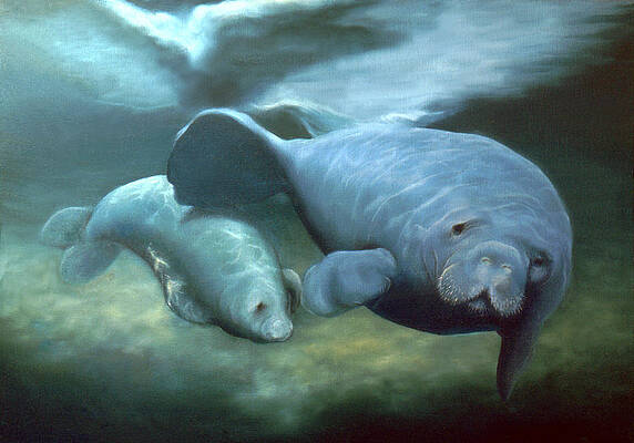 Manatee Madonna by Anni Adkins Manatee Madonna by Anni Adkins