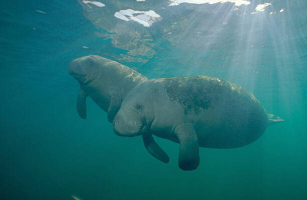 Wall Art - Photograph - Manatee Mother And Calf by Andrew J. Martinez