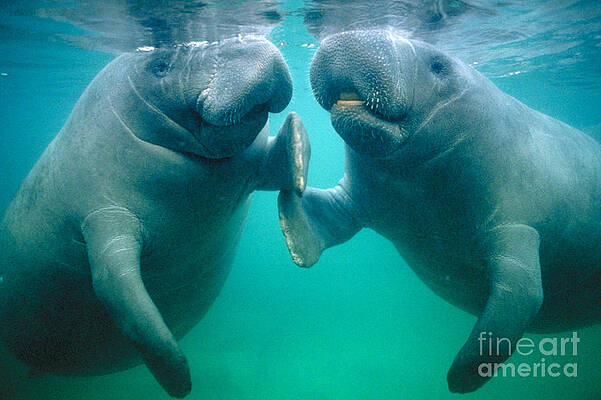 Wall Art - Photograph - Manatee Pair by Douglas Faulkner