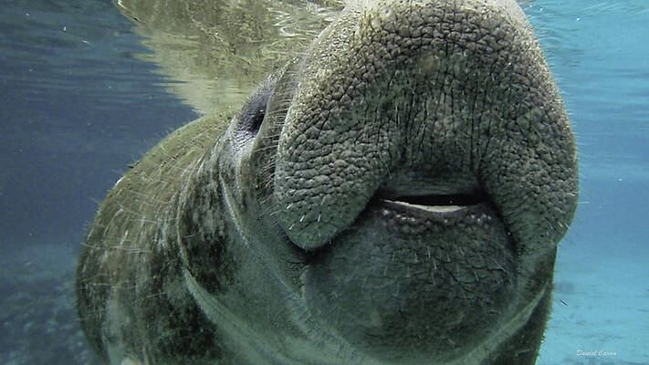 Manatee Smile by Daniel Caron