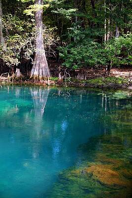 Wall Art - Photograph - Manatee Spring by Doug McPherson