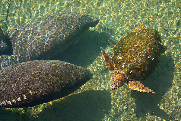 Wall Art - Photograph - Manatees and Loggerhead Turtle by Jean Clark