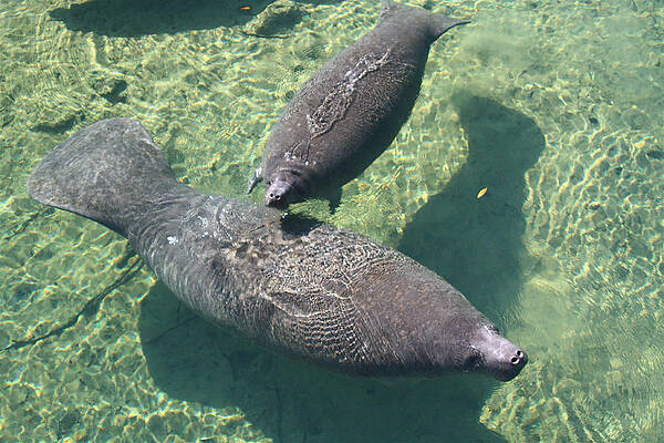 Wall Art - Photograph - Manatees in Homosassa Spring Run by Jean Clark