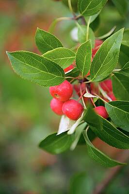 Wall Art - Photograph - Manchurian Crab Apple by Peggy Greb/us Department Of Agriculture/science Photo Library