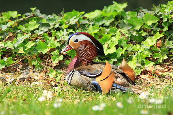 Mandarin Duck in the grass by Amanda Mohler Mandarin Duck in the grass by Amanda Mohler