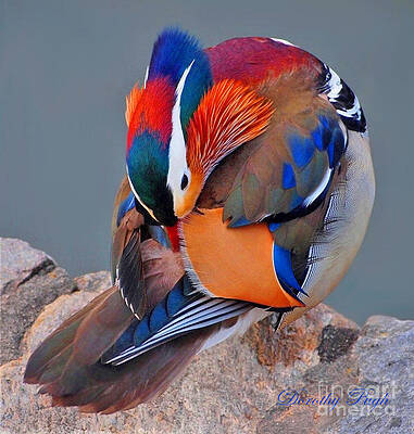 Mandarin Duck Preening by Dorothy Pugh Mandarin Duck Preening by Dorothy Pugh