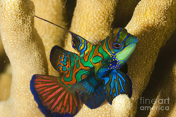 Wall Art - Photograph - Mandarinfish in Micronesia by Dave Fleetham