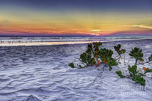 Mangrove On The Beach by Marvin Spates Mangrove On The Beach by Marvin Spates