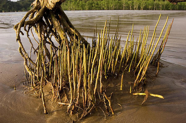 Wall Art - Photograph - Mangrove Tree And Roots by Science Photo Library